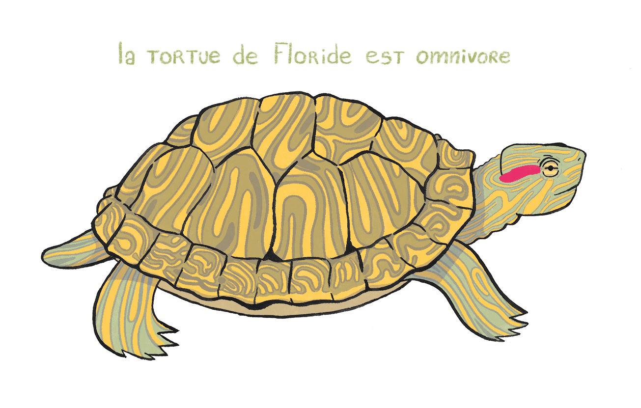 tortue-eloise1