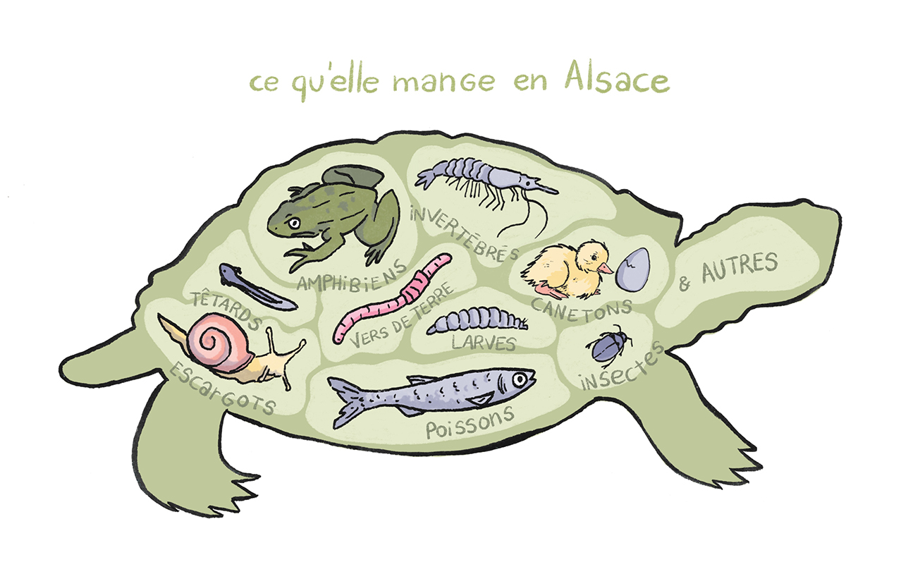 tortue-eloise2